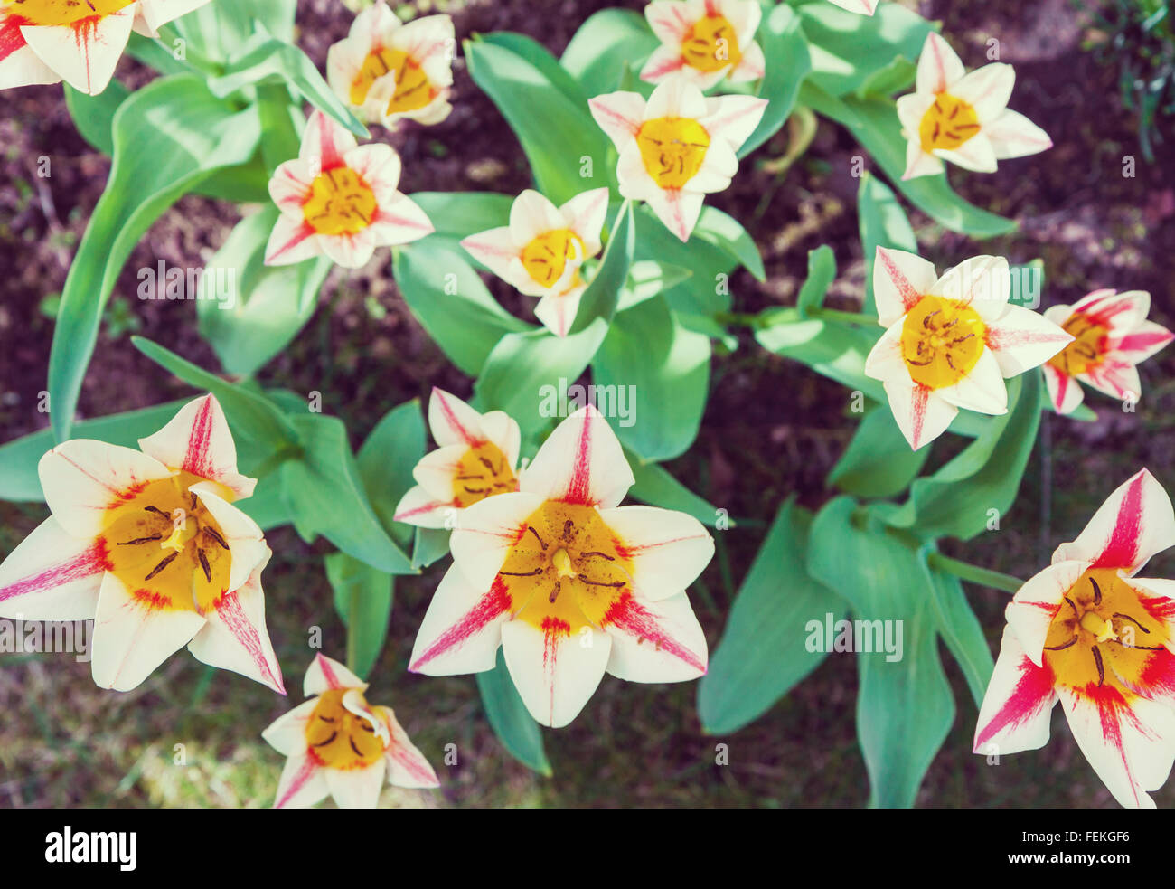Group of blossoming tulips shot from above Stock Photo