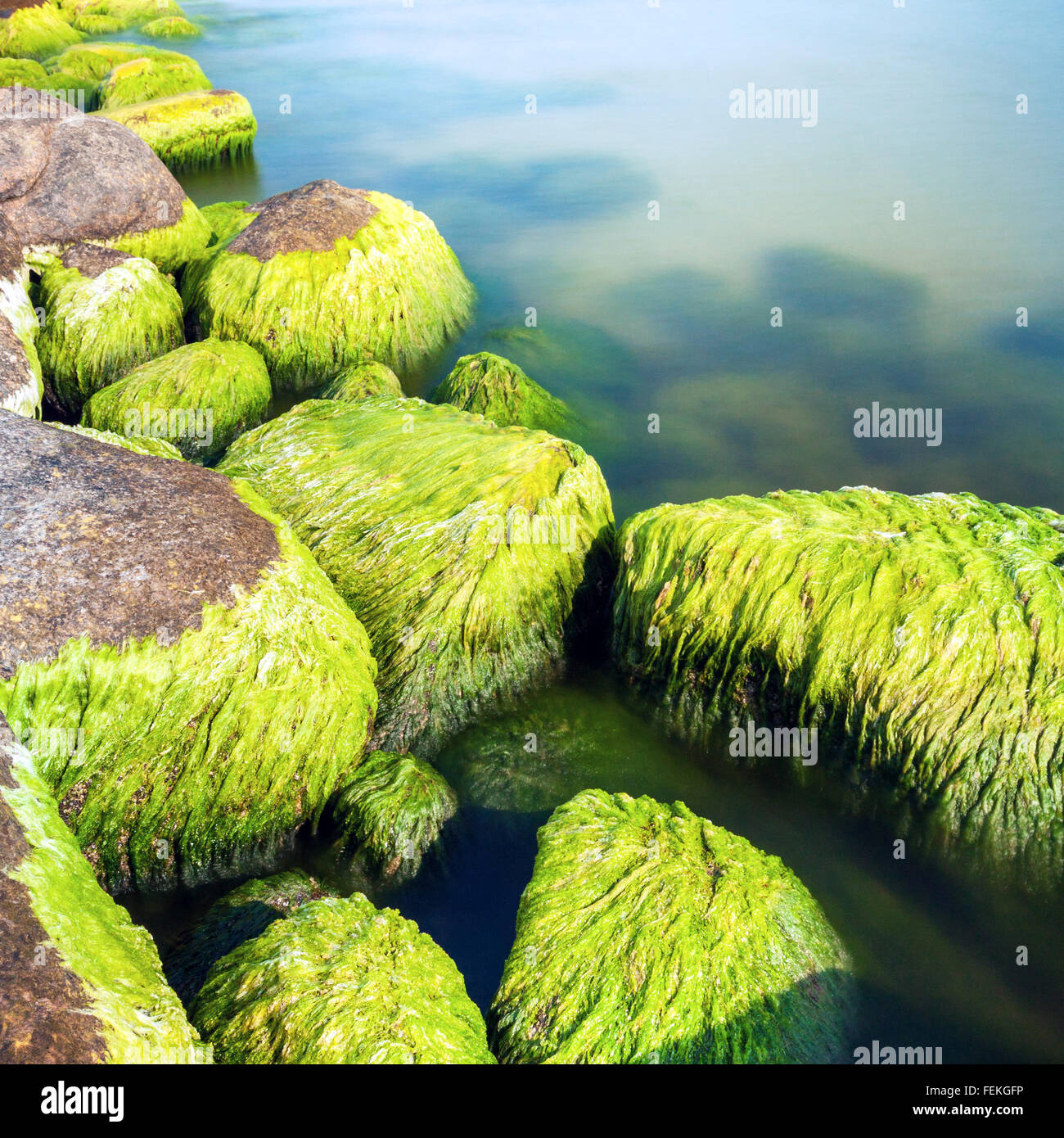 Sea moss seaweed hires stock photography and images Alamy