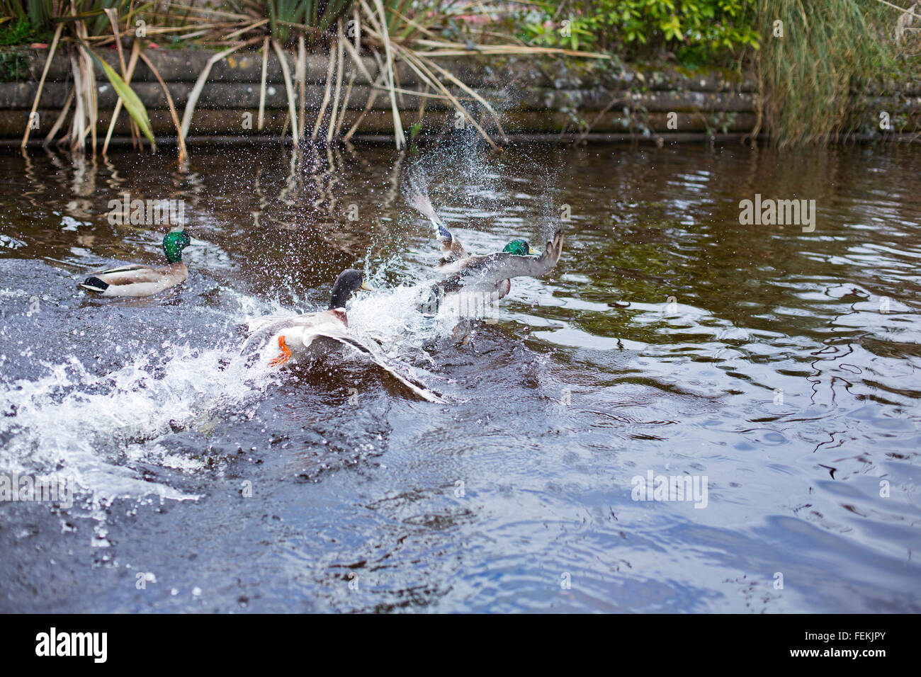 Ducks fighting Stock Photo