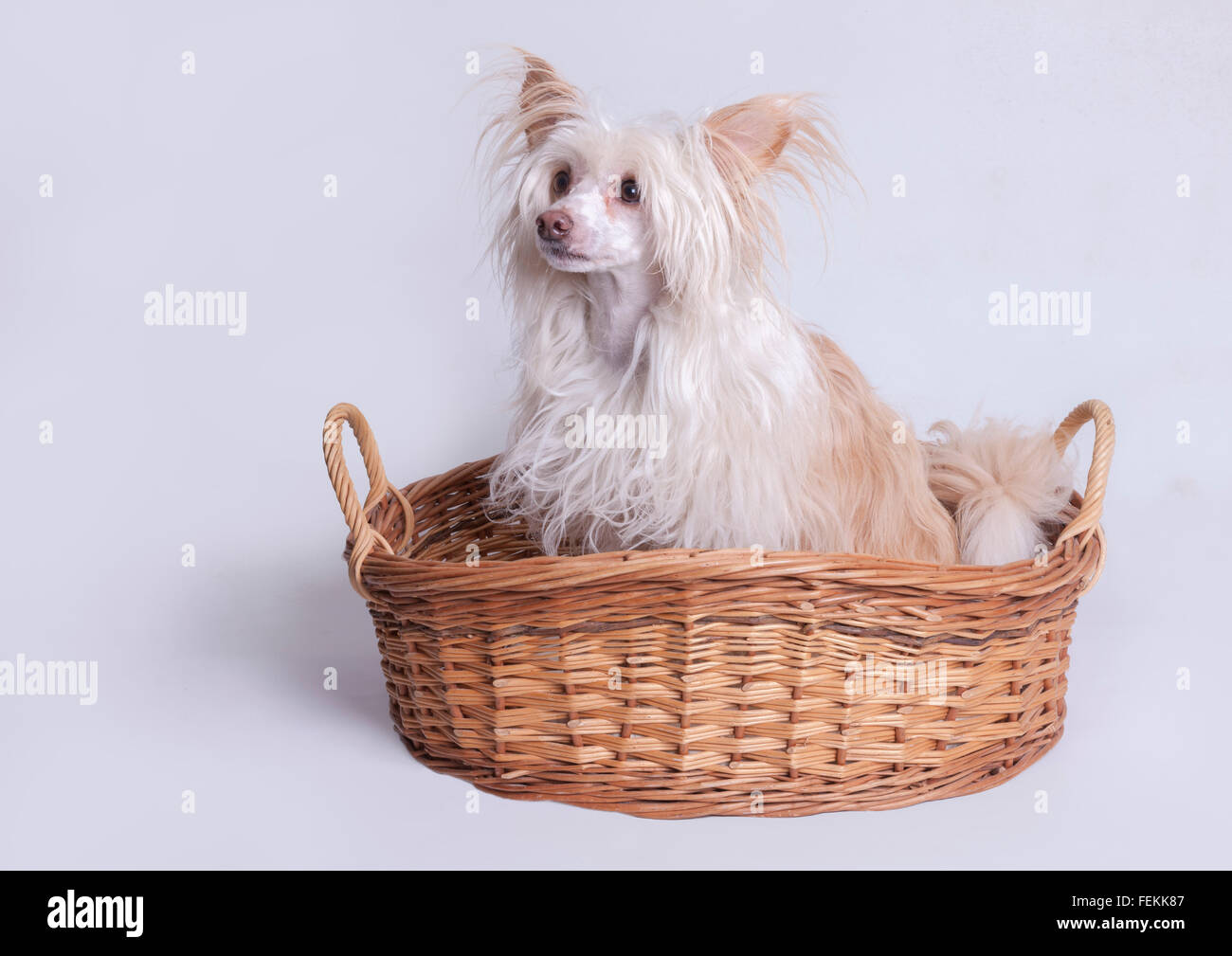 Chinese Crested Powder Puff Stock Photo Alamy