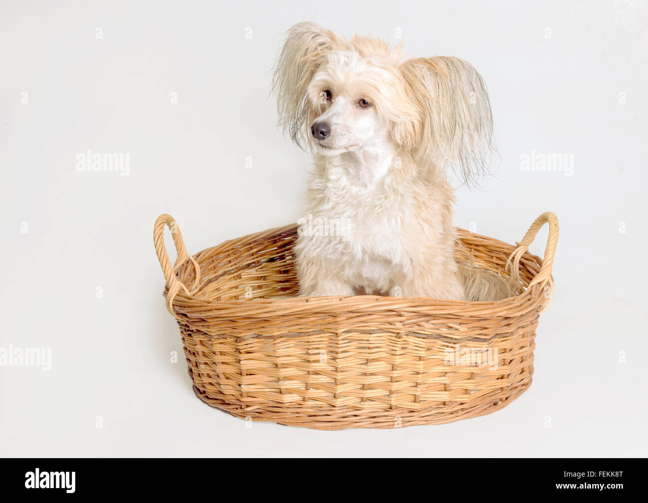 Chinese Crested Powder Puff, Stock Photo