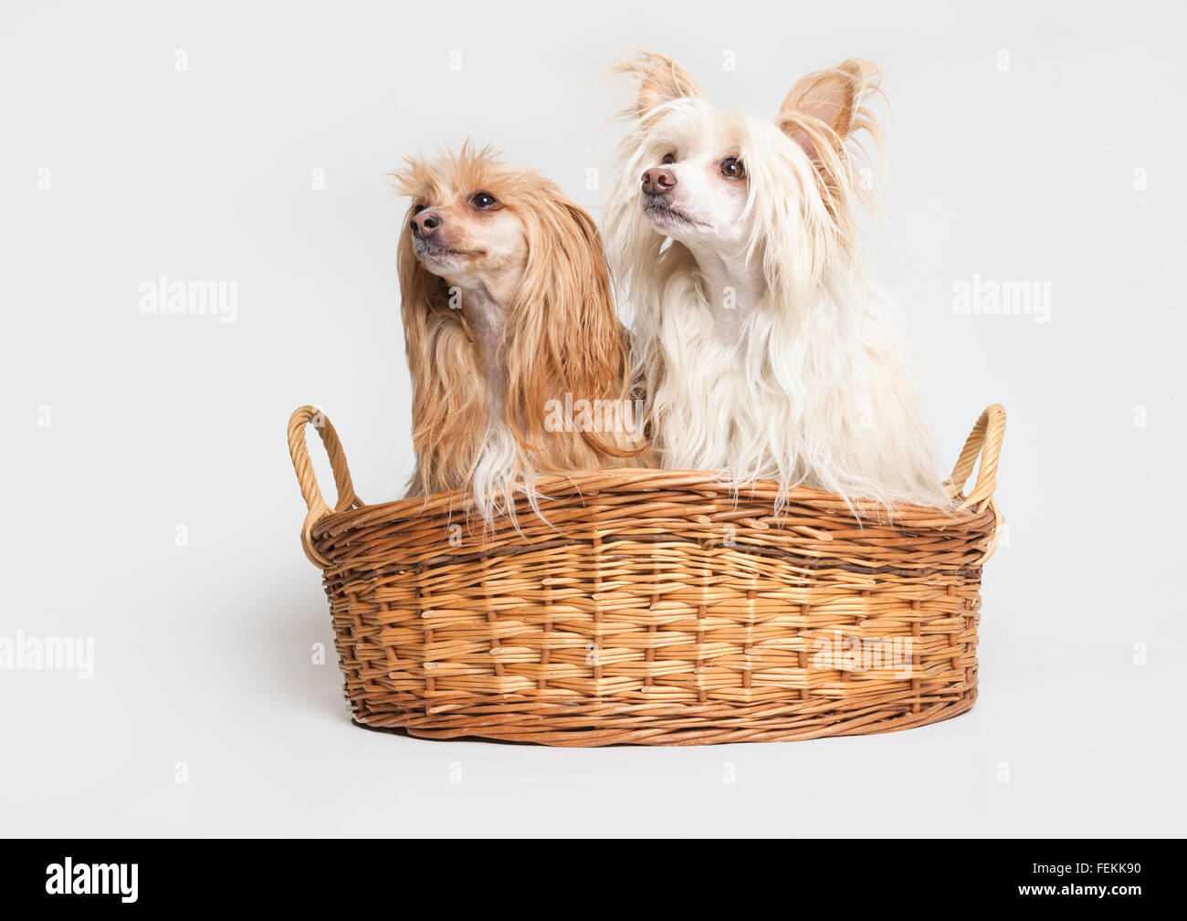 Chinese crested powder puffs hires stock photography and images Alamy