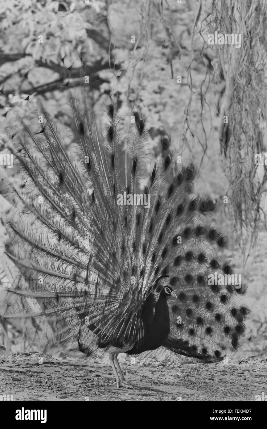 Mating display or dance of a male Indian peafowl's  (Pavo cristatus)  in the jungles of Ranthambhore national park Stock Photo