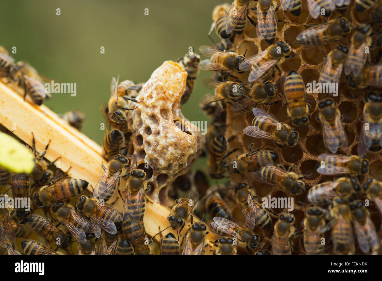What does a honey bee look like hires stock photography and images Alamy