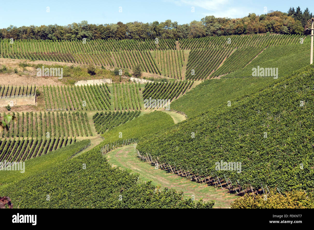 Weinterrassen Blankenhornsberg, kaiserstuhl Stock Photo