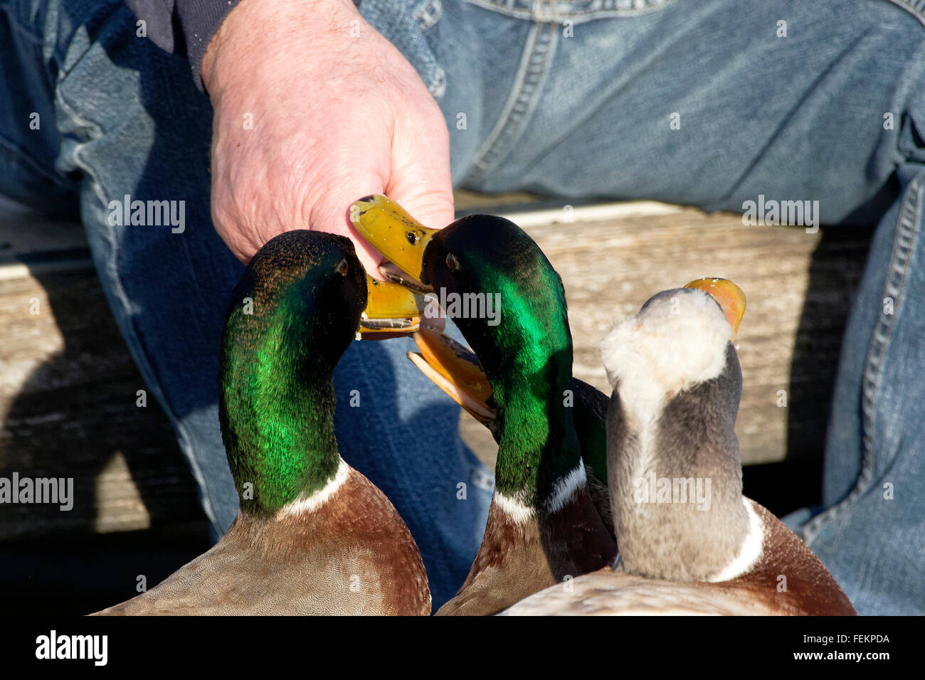 Mallard or wild Ducks ( Anas platyrhynchos)  being hand fed by a man, Chiemsee, Upper Bavaria, Germany Stock Photo