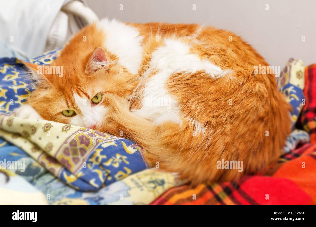 Big nice ginger cat lying on bed linen Stock Photo