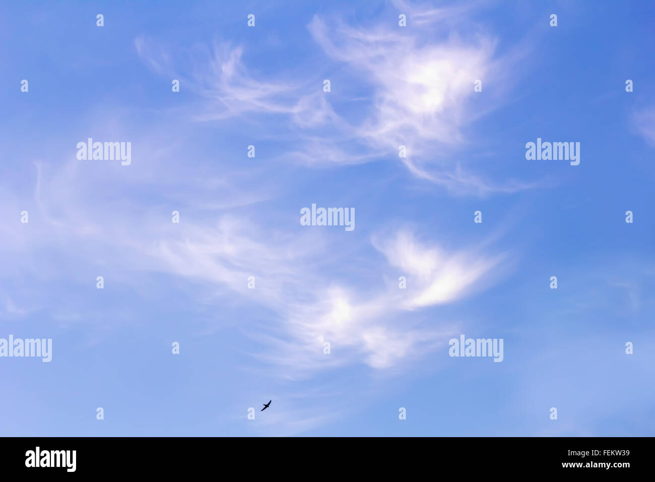 One bird high in blue sky with light clouds Stock Photo - Alamy