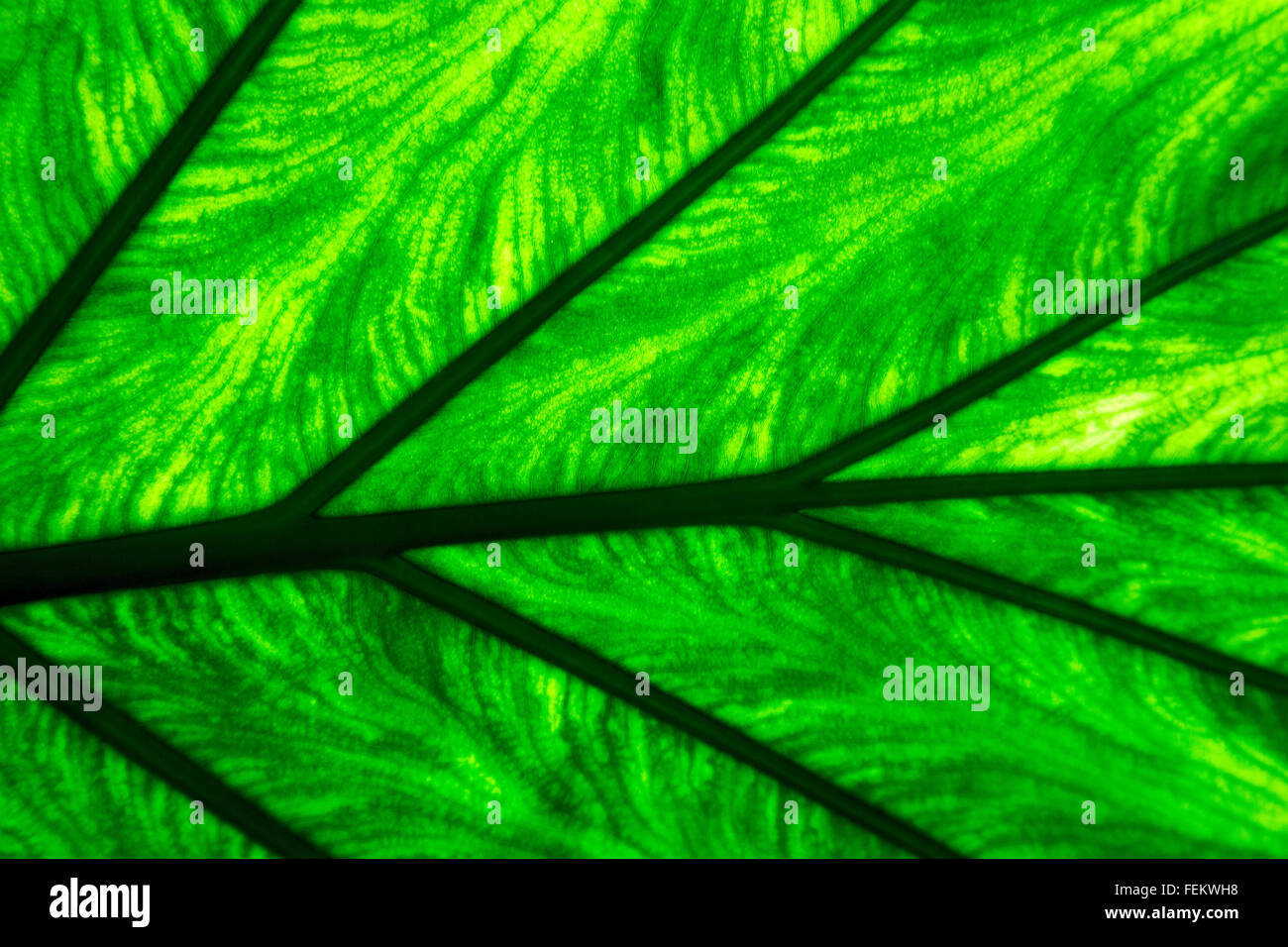 abstract leaf and his veins background macro close up of a green black ...