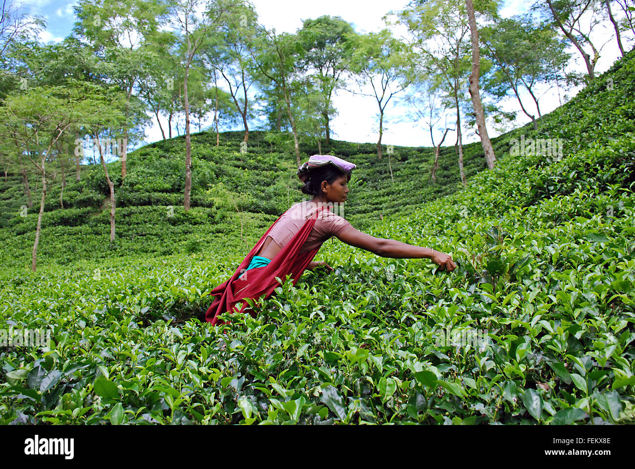 Women workers collecting tea leaves from the garden during plucking