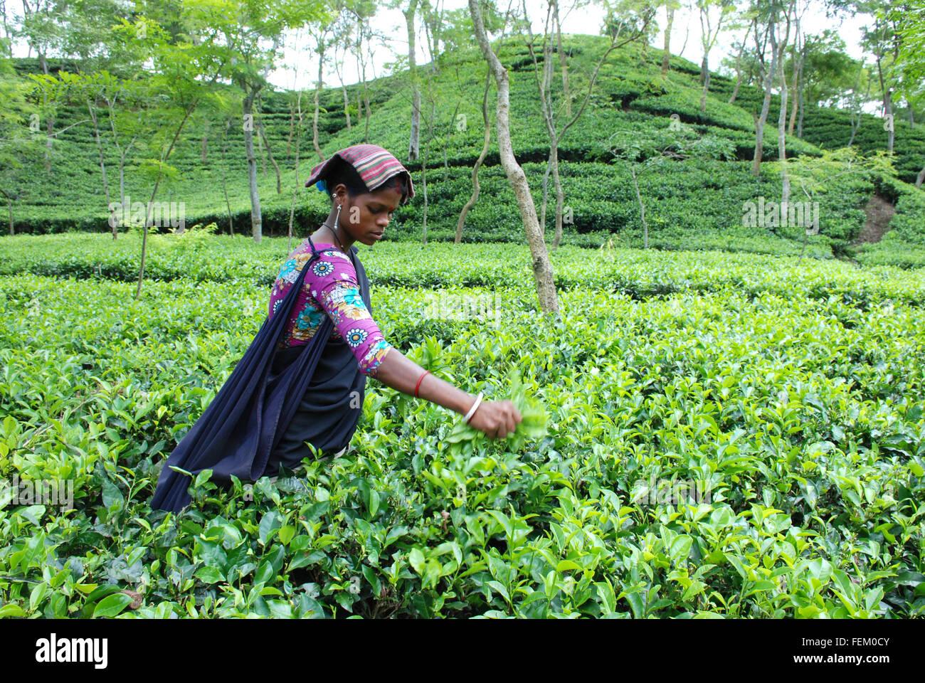 Women workers collecting tea leaves from the garden during plucking season in Srimangal, Bangladesh. Stock Photo