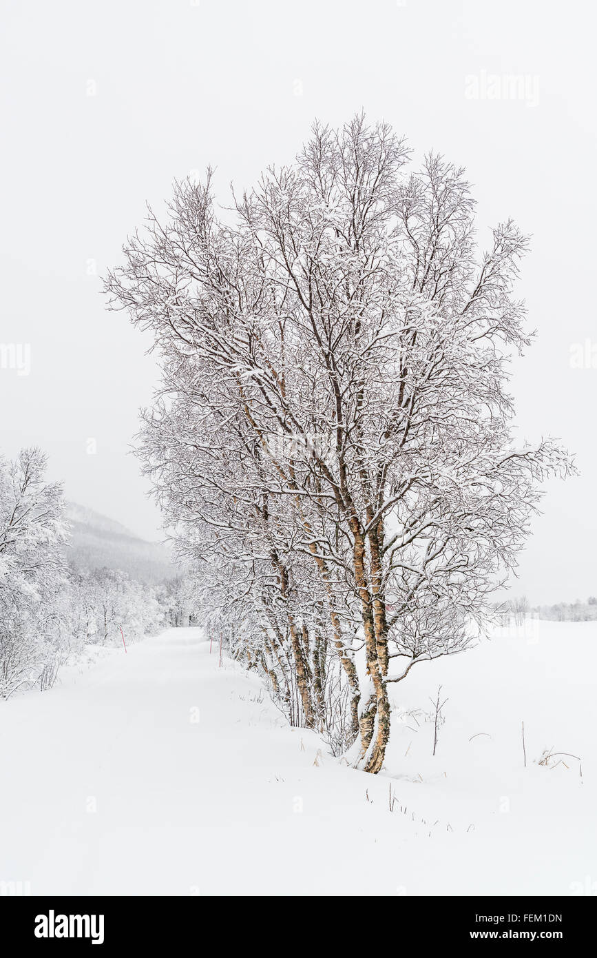 Winter in Norway Stock Photo