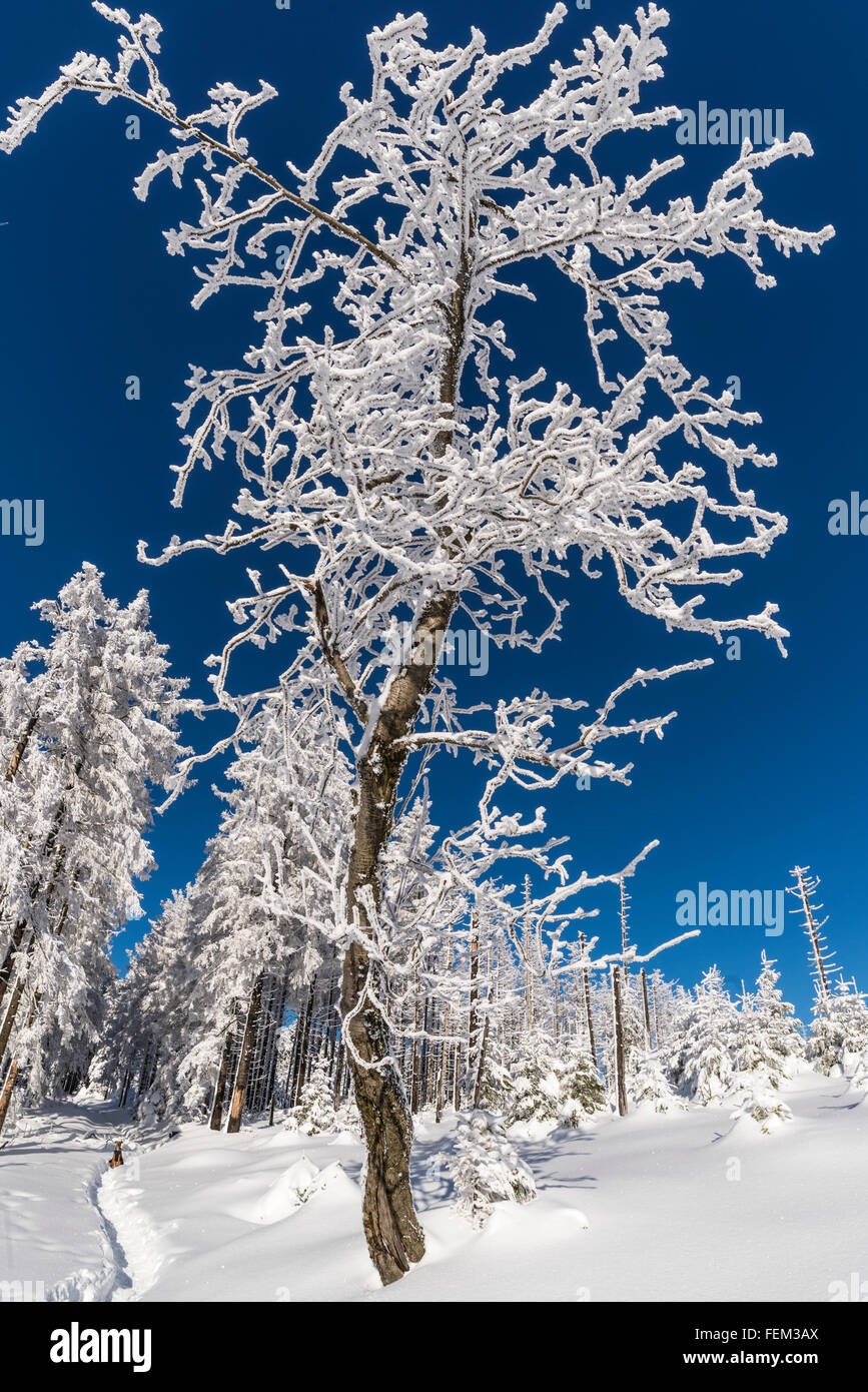 Tree covered with snow and ice, Harz National Park, Germany Stock Photo ...