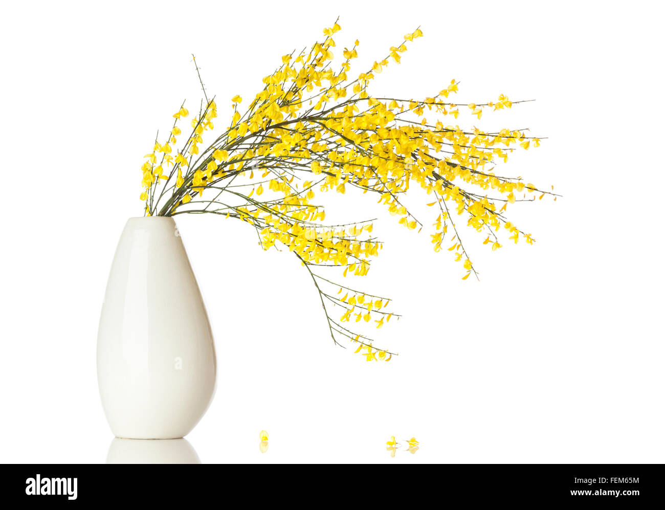Genista or French Broom branches in vase isolated on white background Stock Photo