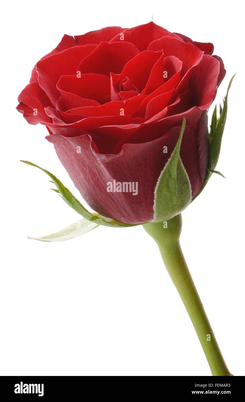 Red rose isolated on white background Stock Photo - Alamy