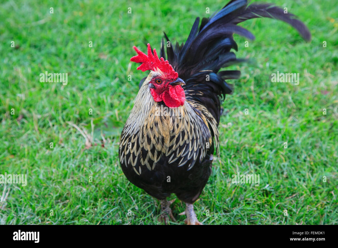 Crying nude cock picture rooster anal