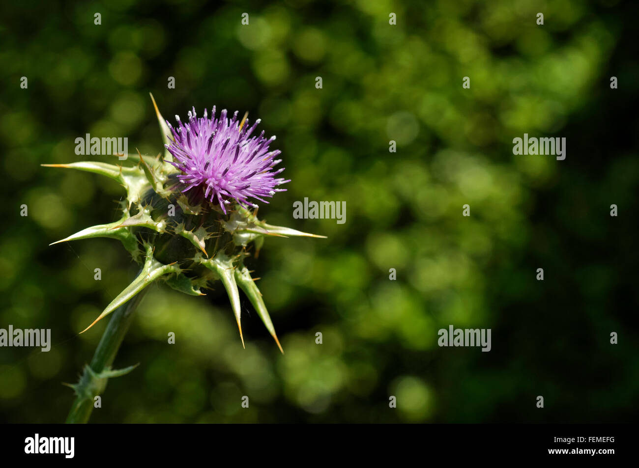 Thistle like hires stock photography and images Alamy