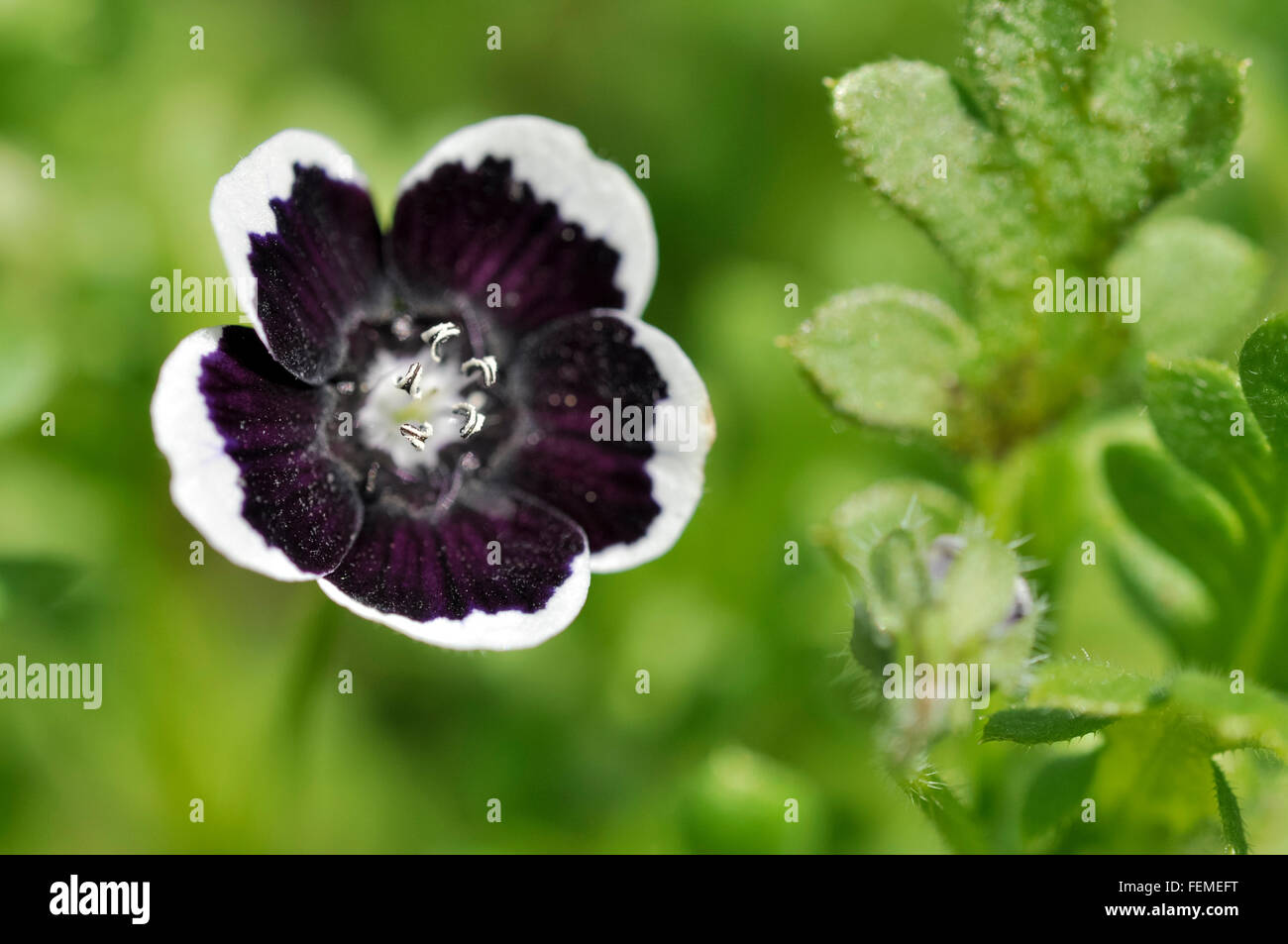 Baby Blue-Eyes, Nemophila menziesii 'Penny Black'. An annual garden plant with unsual flowers. Stock Photo