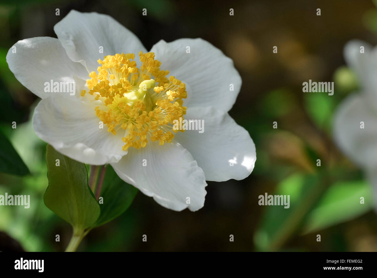 Carpenteria californica (tree anemone) flower seen in close up Stock