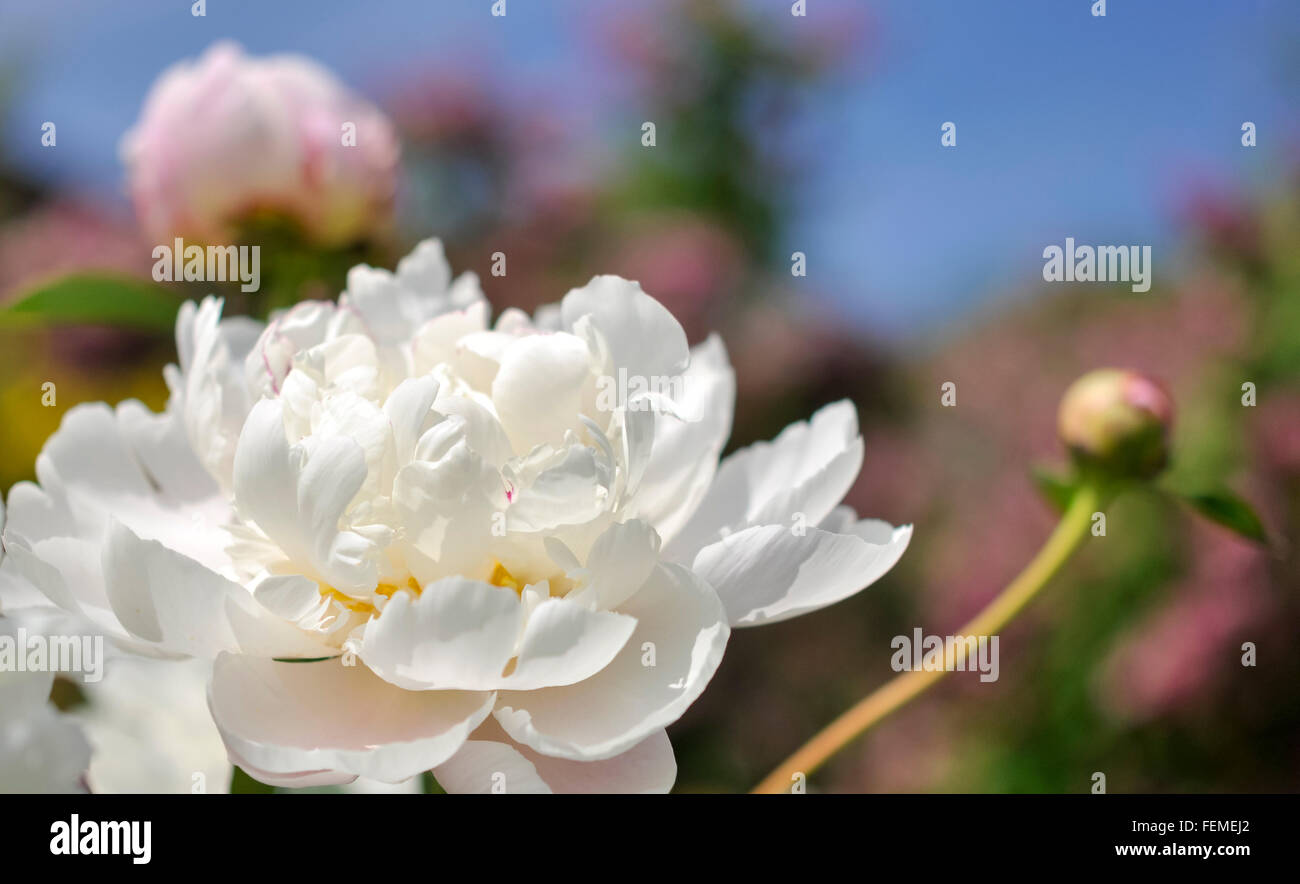 Double white and pink Peony blooms with masses of petals glowing in summer sunshine. Stock Photo