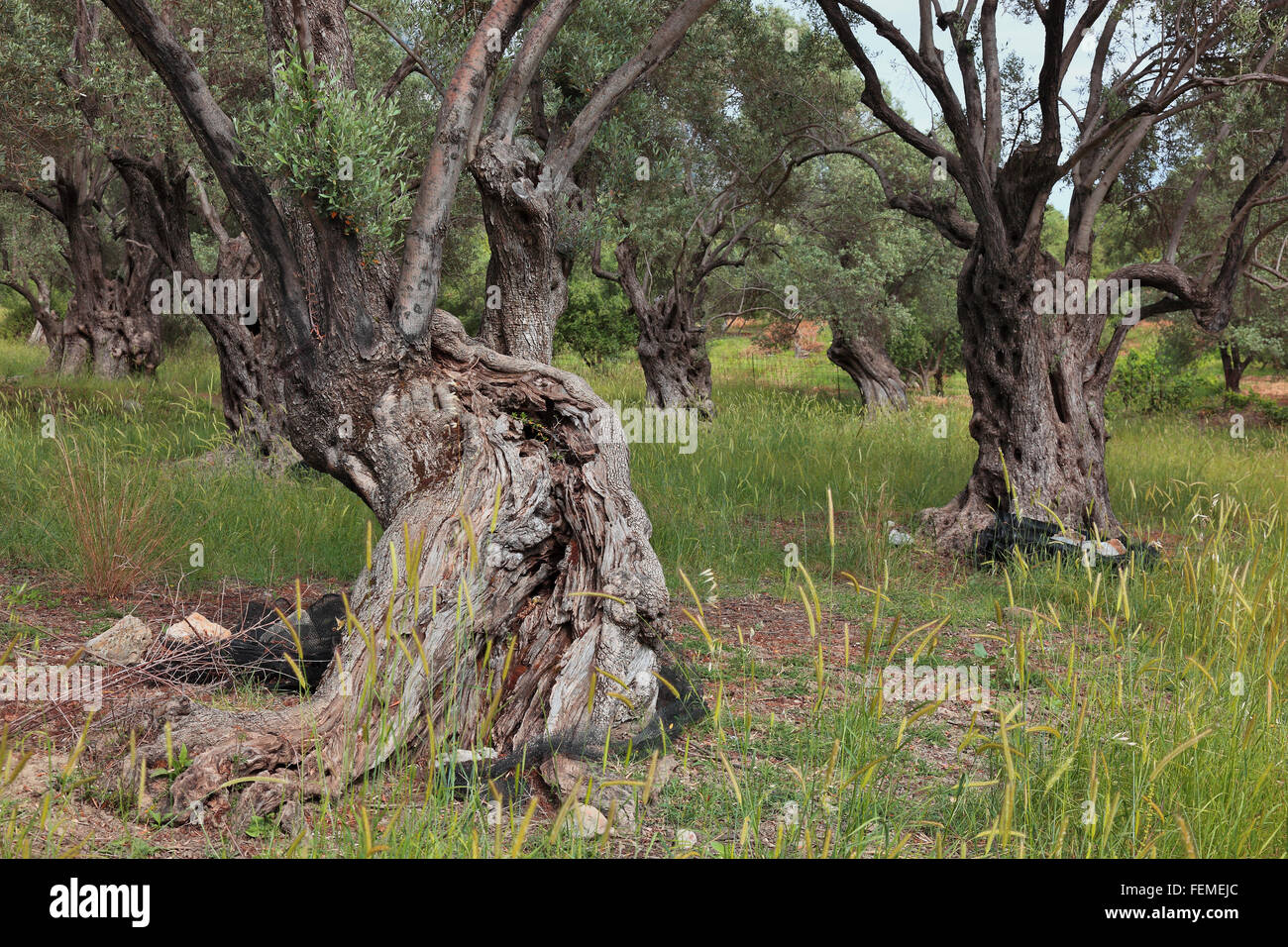 Crete, old olive trees, thicker droll trunk, olive wood Stock Photo