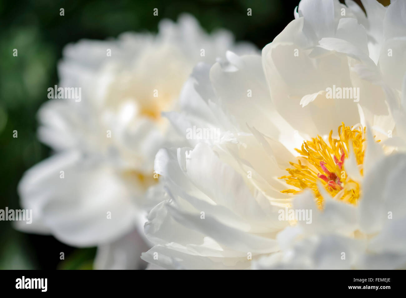 Double white Peony blooms with masses of petals glowing in summer sunshine. Stock Photo