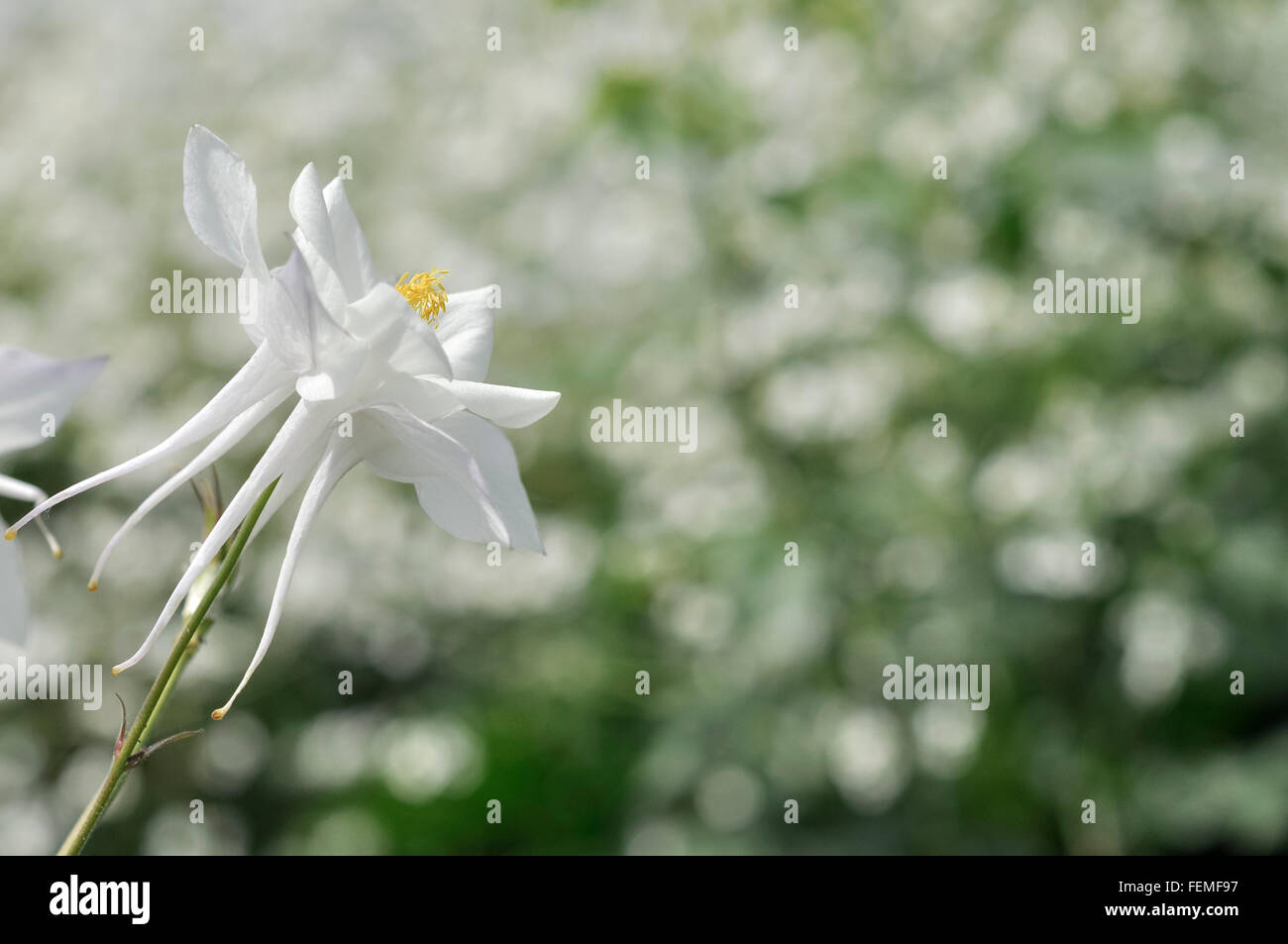 Pure white Aquilegia flower with long spurs. Soft, blurred background of green and white. Stock Photo