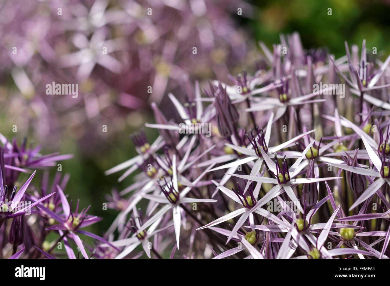 Purple Allium Christophii with starry florets seen in close up. Stock Photo