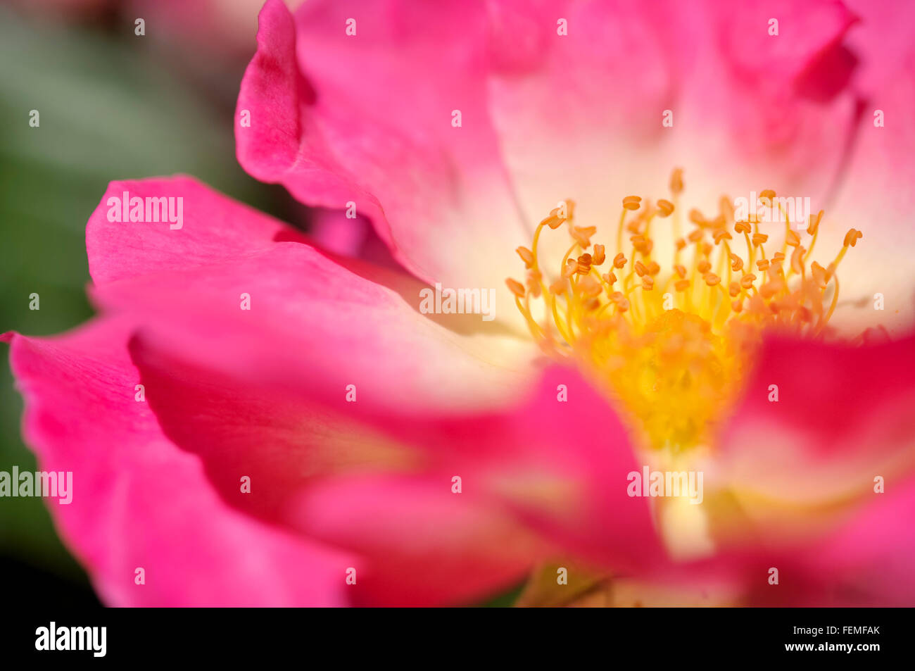 Rose pink colour hi-res stock photography and images - Alamy