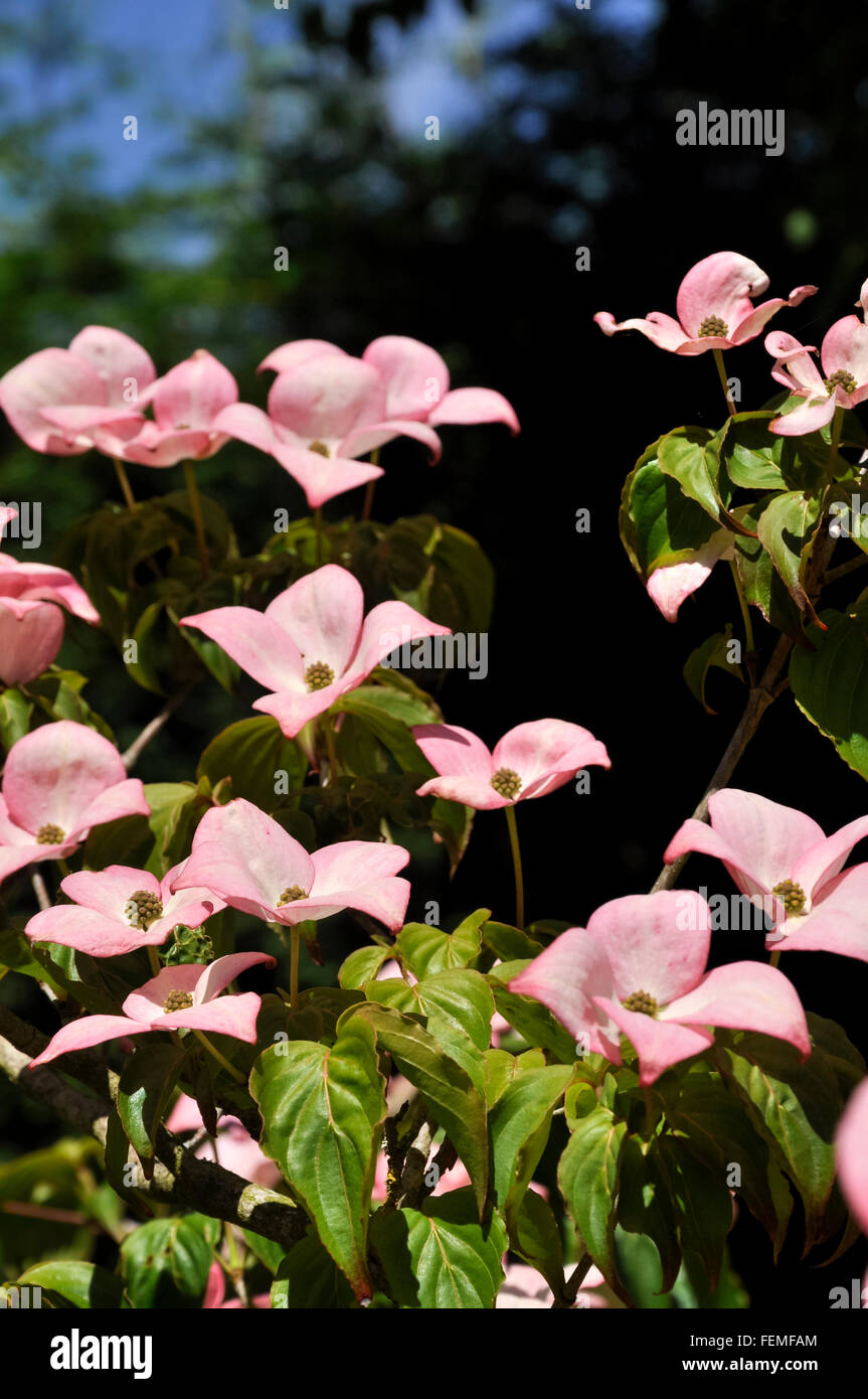 Cornus kousa with mid pink bracts. Flowering in summer sunshine in an English garden. Stock Photo