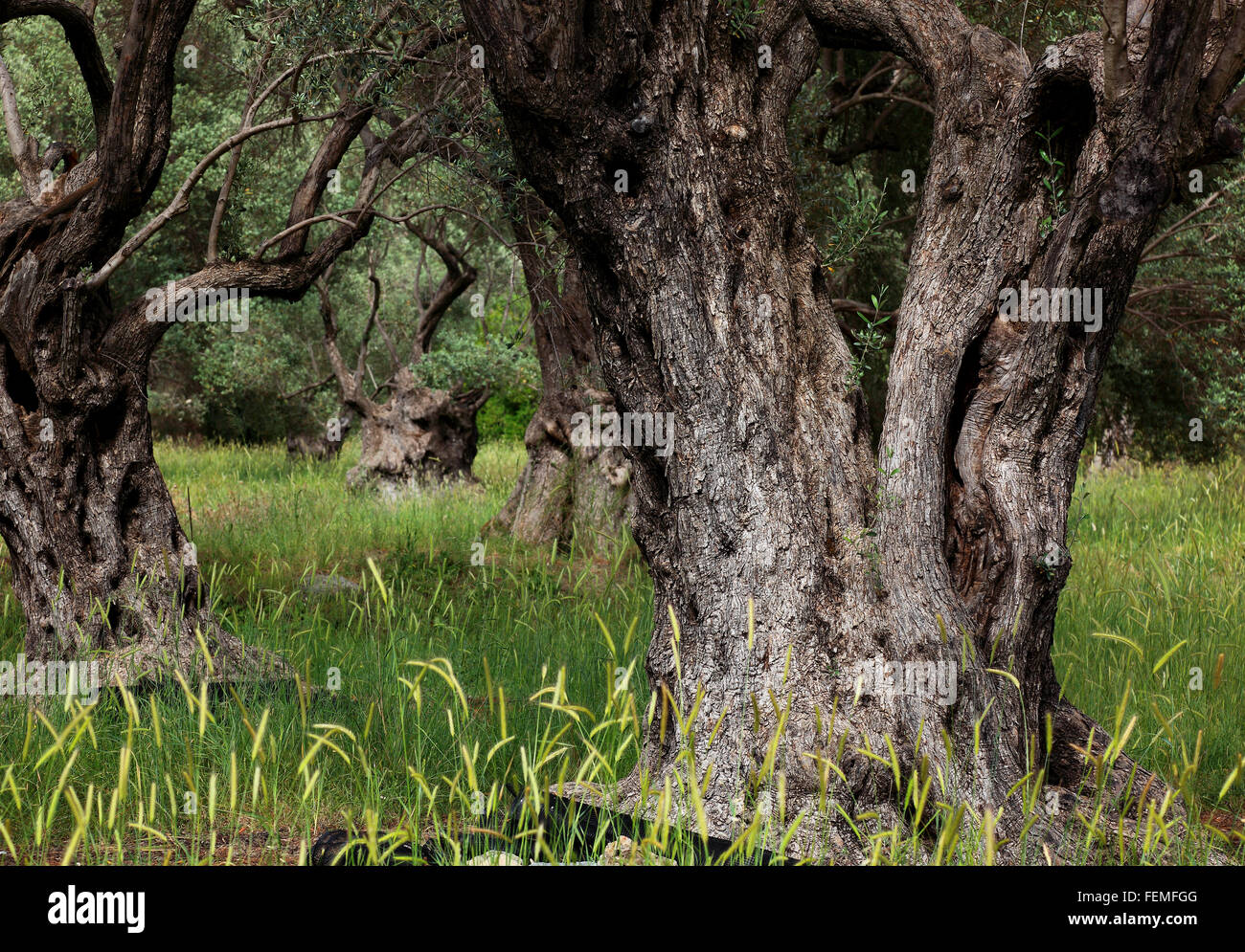 Crete, old olive trees, thicker droll trunk, olive wood Stock Photo