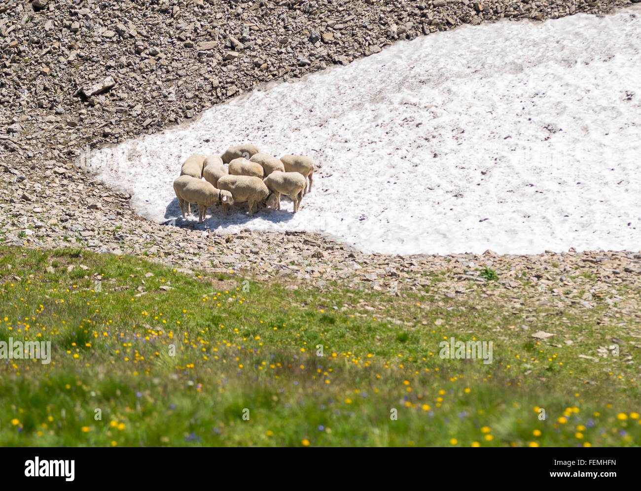 Mountain sheep cooling down on snowfield near Rawil pass because no natural insulation of wool in extreme hot summer, Bernese Oberland Switzerland Stock Photo
