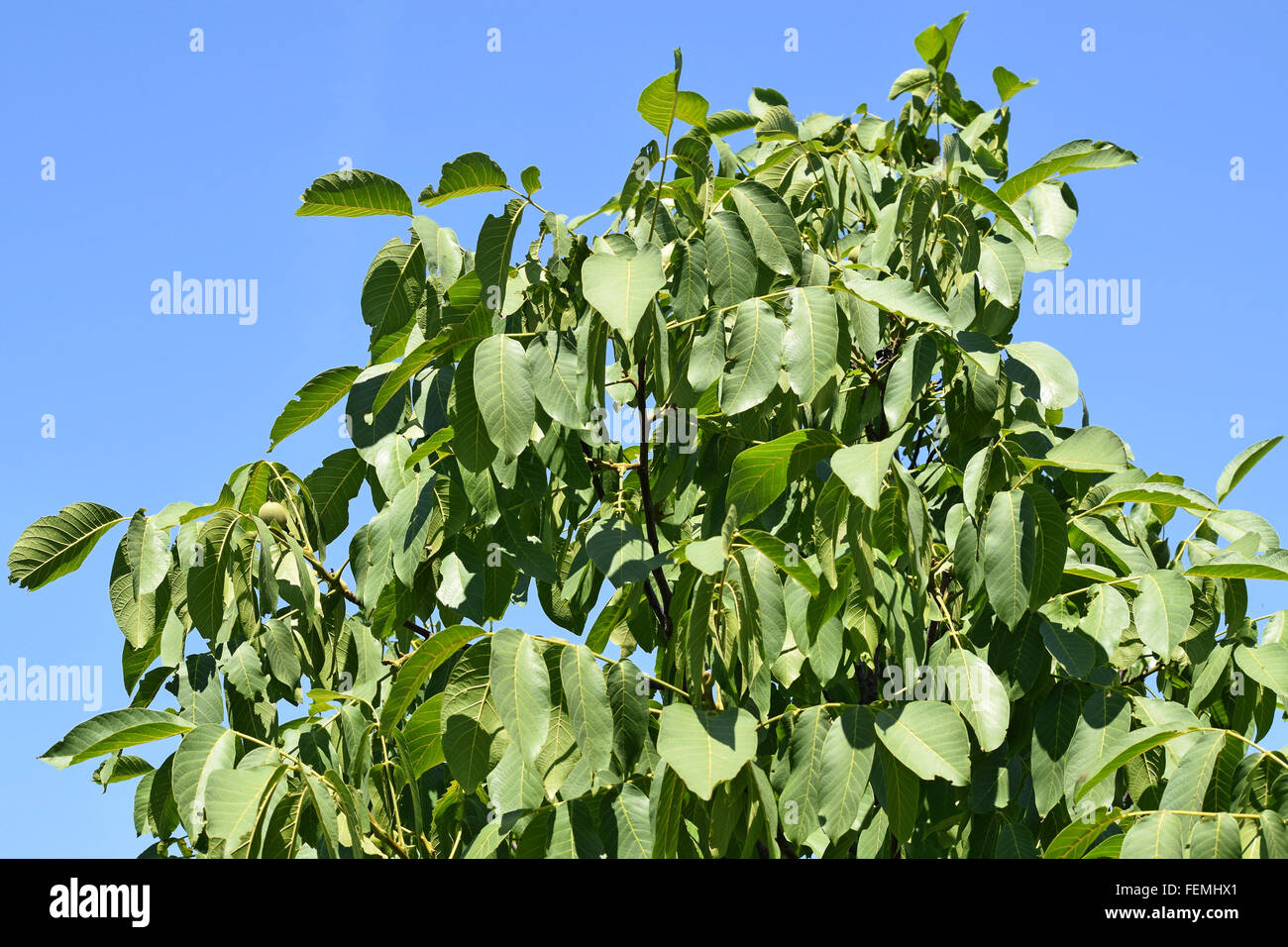 Walnut tree leaves Stock Photo Alamy
