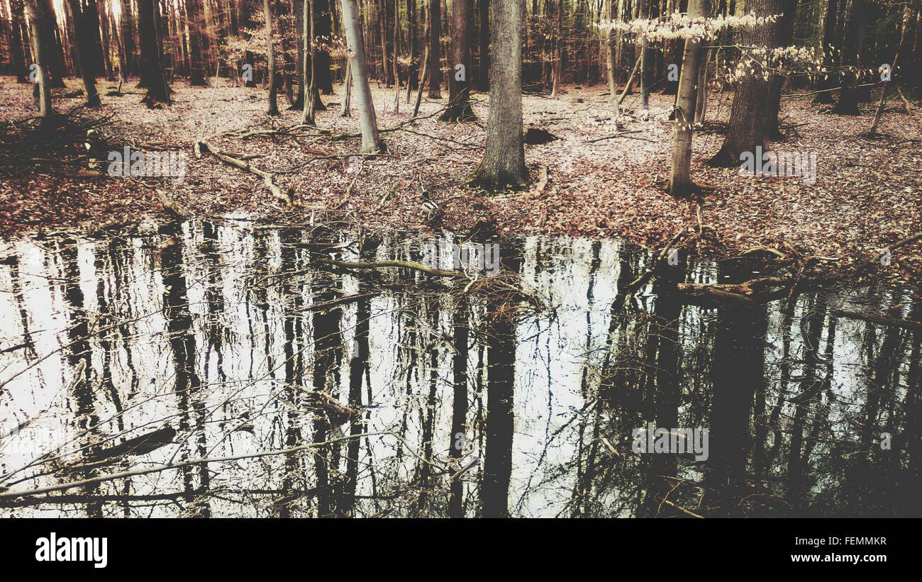 Trees in water hi-res stock photography and images - Alamy