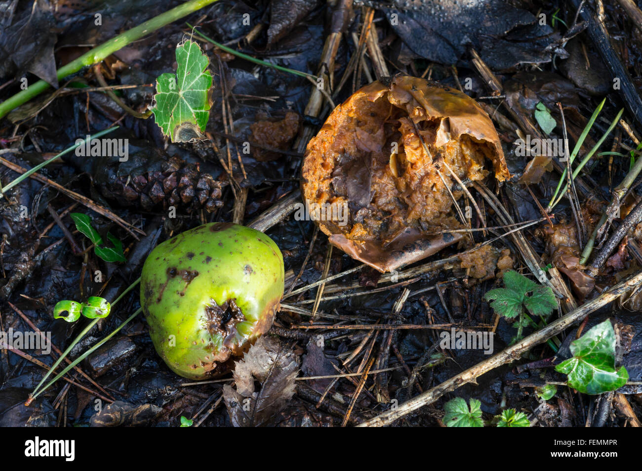 Rotten windfall apples Stock Photo
