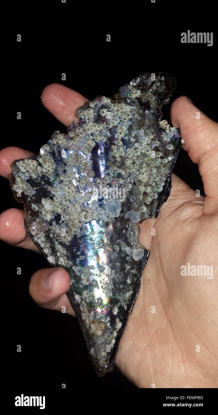 Types Of Shiny Rocks Shiny Silver Rock Identification