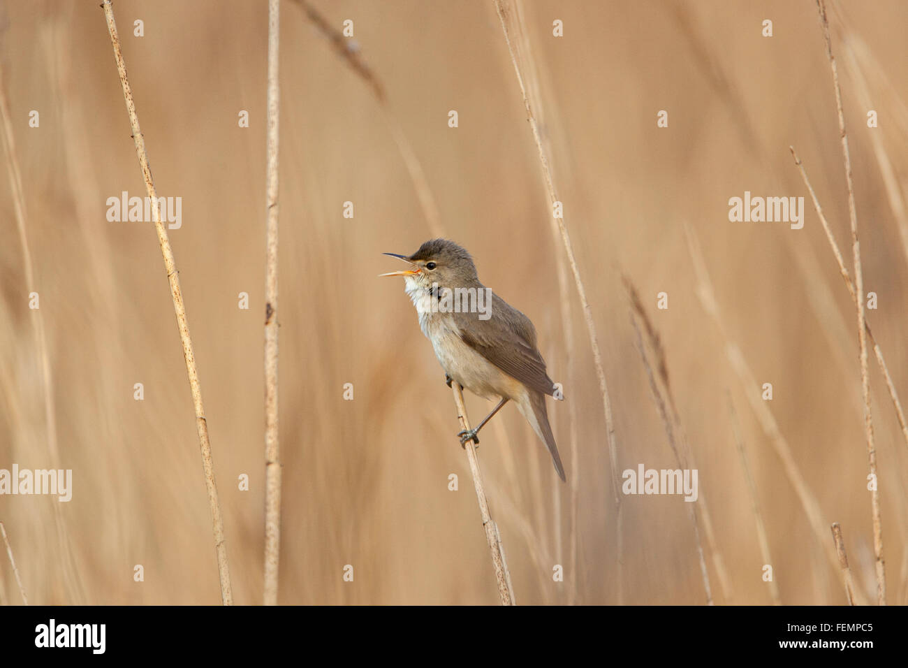 Eurasian Reed Warbler, Acrocephalus scirpaceus, male in spring in reedbed, Stock Photo