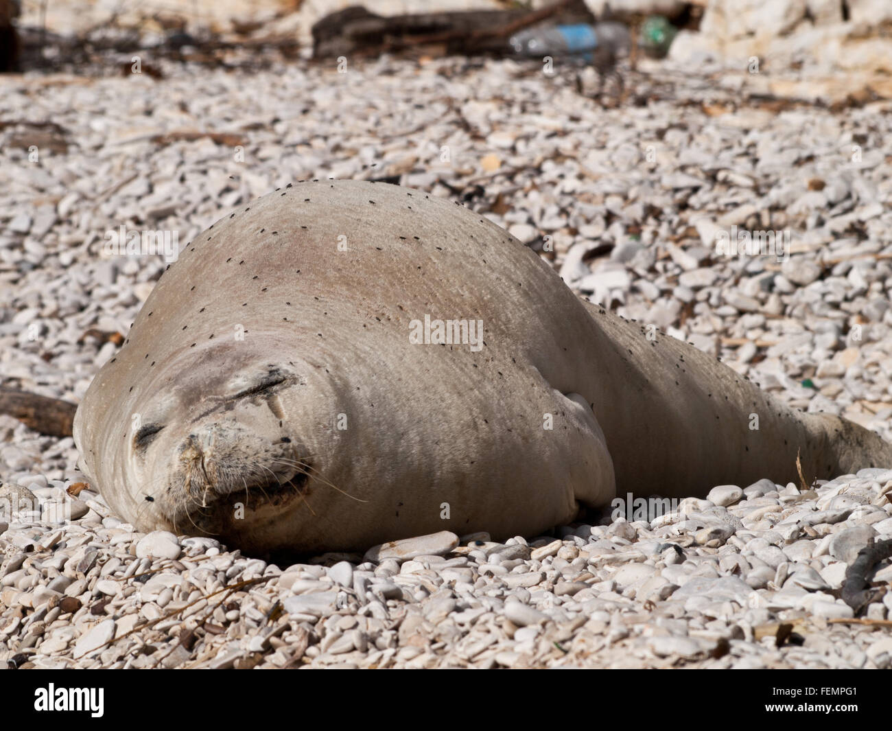 Mediterranean monk seal relax on pebble beach Stock Photo