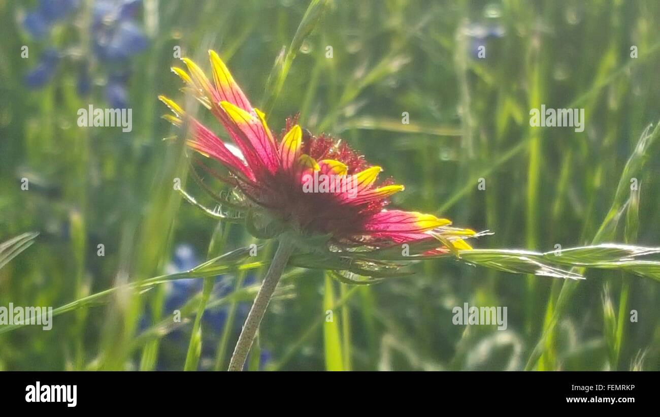 Close-Up Of Firewheel Blooming On Field Stock Photo