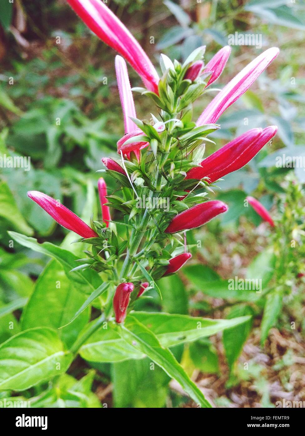 Pink flowers and green leaves hi-res stock photography and images - Alamy