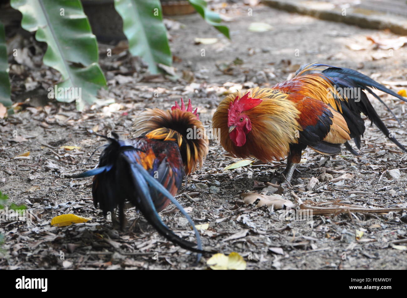 Two Fighting Roosters Stock Photo Alamy