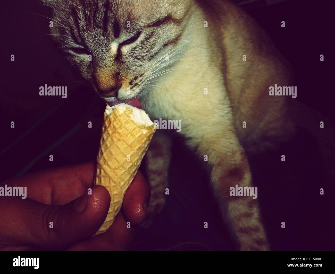 Care and feeding animals hires stock photography and images Alamy