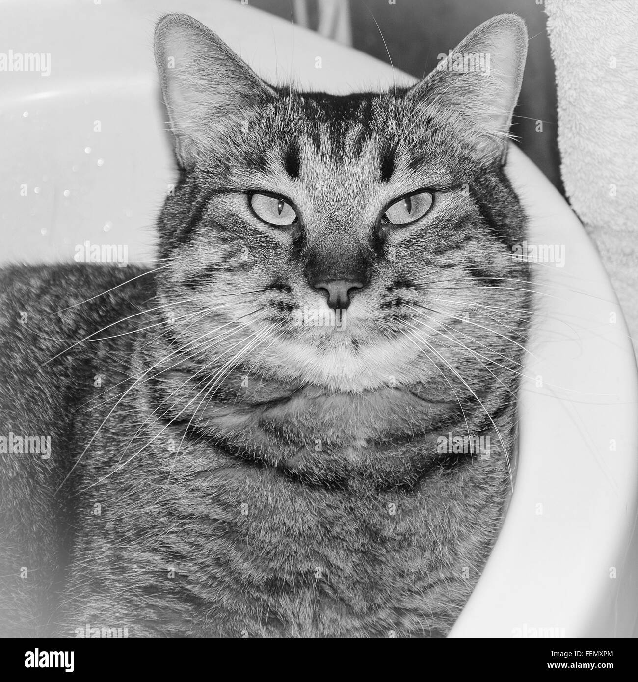 Cat in bathtub hires stock photography and images Alamy