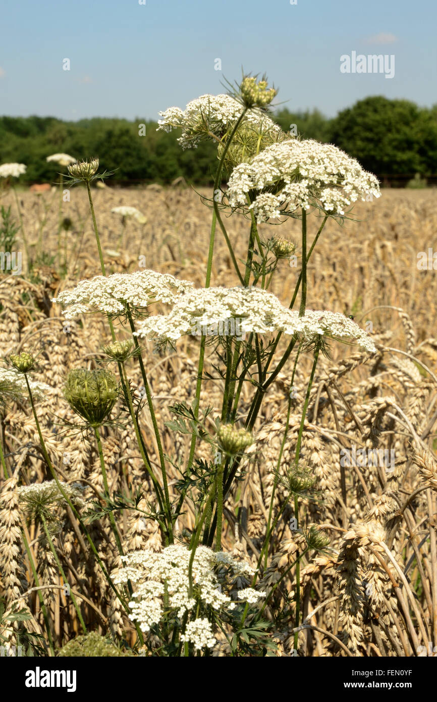 Queen Anne's lace growing at side of mature wheat plants (Triticum)  in field in Heerlen in Limburg province of the Netherlands Stock Photo