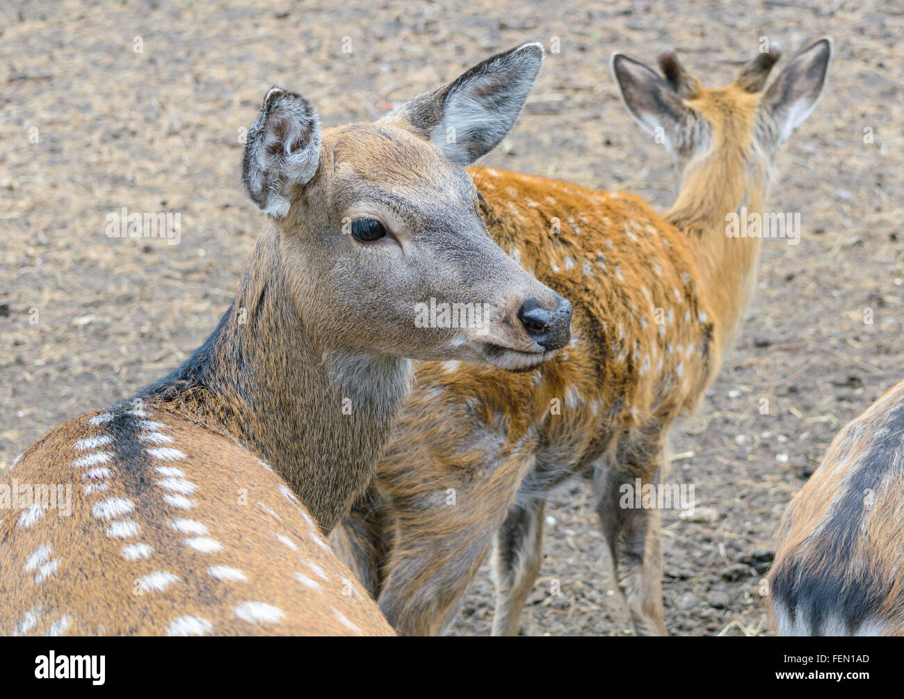 Head of roe close-up. Stock Photo