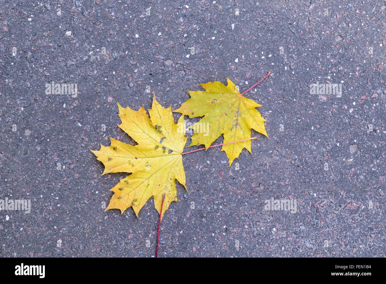 Two yellow autumn maple leaves lie on the asphalt pavement. Stock Photo