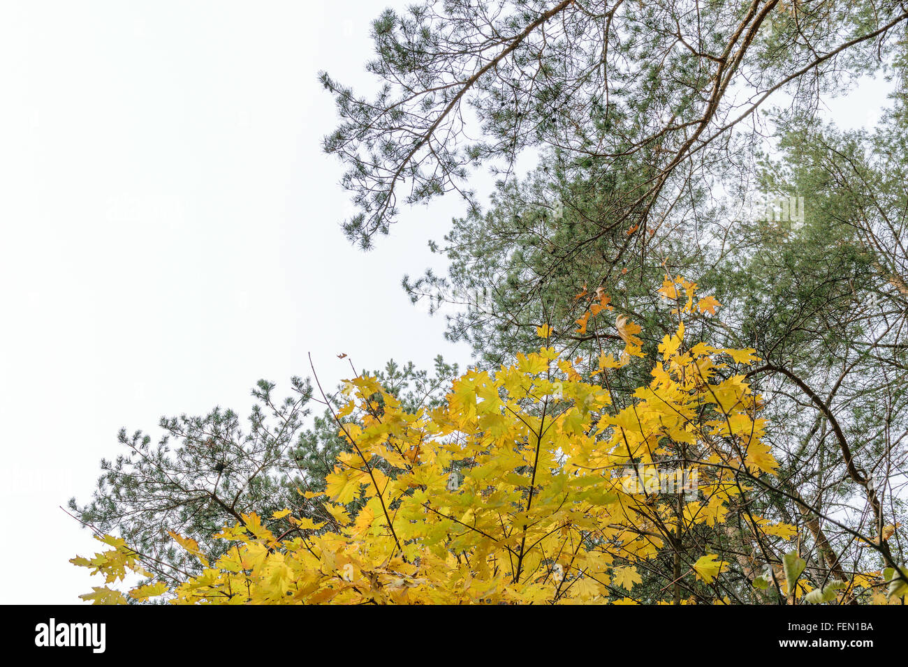 Yellow autumn maple leaves on the background of white sky. Stock Photo