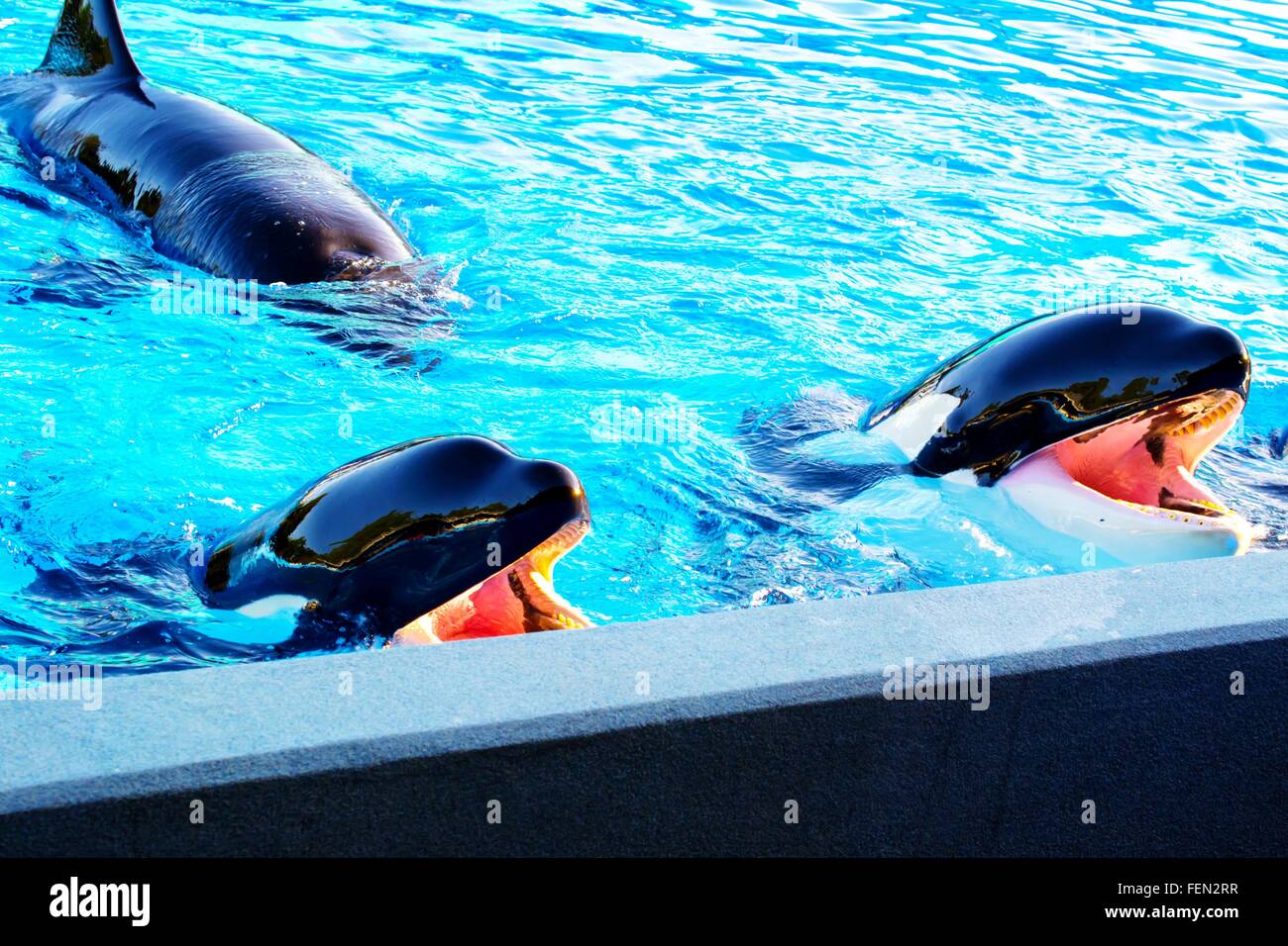 Three Killer Whales Stock Photo