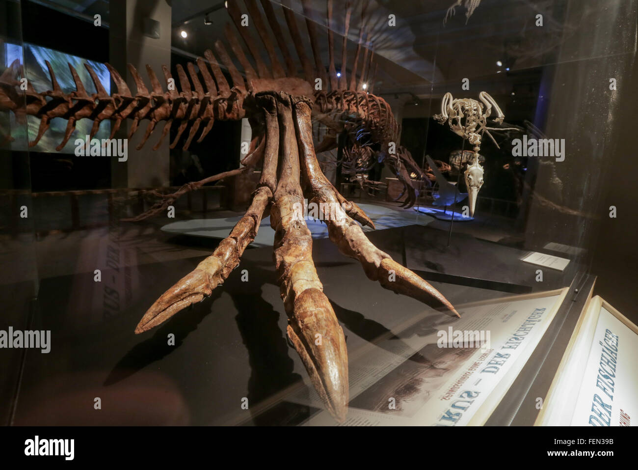 Berlin, Germany. 8th Feb, 2016. The skeleton of a 'Spinosaurus' on exhibition in the museum for natural history in Berlin, Germany, 8 February 2016. The 'Spinosaurus' is the first skeleton of the 100 million year old raptor worldwide that was created using scientifical knowledge. The exhibition takes place from 9 February until 12 June 2016. PHOTO: KAY NIETFELD/dpa/Alamy Live News Stock Photo