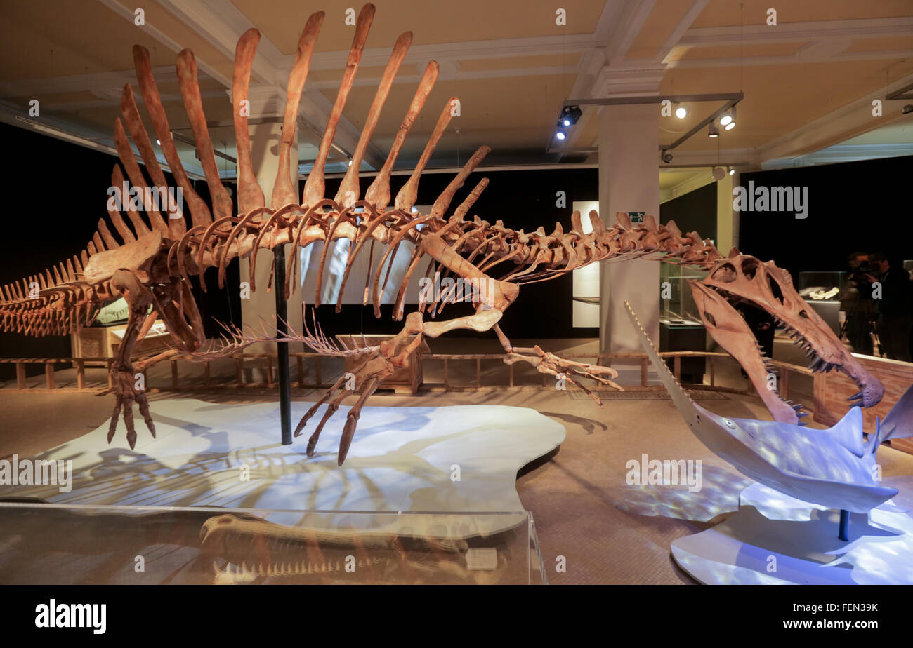 Berlin, Germany. 8th Feb, 2016. The skeleton of a 'Spinosaurus' on exhibition in the museum for natural history in Berlin, Germany, 8 February 2016. The 'Spinosaurus' is the first skeleton of the 100 million year old raptor worldwide that was created using scientifical knowledge. The exhibition takes place from 9 February until 12 June 2016. PHOTO: KAY NIETFELD/dpa/Alamy Live News Stock Photo